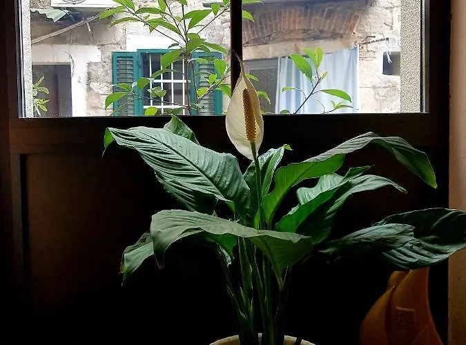 Centar App.dijana Apartment Split